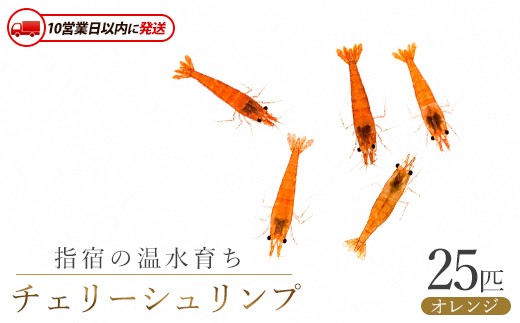 
                  【10営業日以内に発送】【温水育ち】オレンジ チェリー シュリンプ 25匹(otofarm/IB148-006) ※北海道・沖縄・離島配送不可※  エビ 観賞用 生体 飼育 ペット 生き物 魚 初心者 観賞魚 水槽 アクアリウム
                