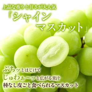 ぶどう 先行予約 シャインマスカット 約2kg 3～6房入り 葡萄 ブドウ フルーツ 果物 シャイン マスカット デザート おやつ 信州 2024年秋発送