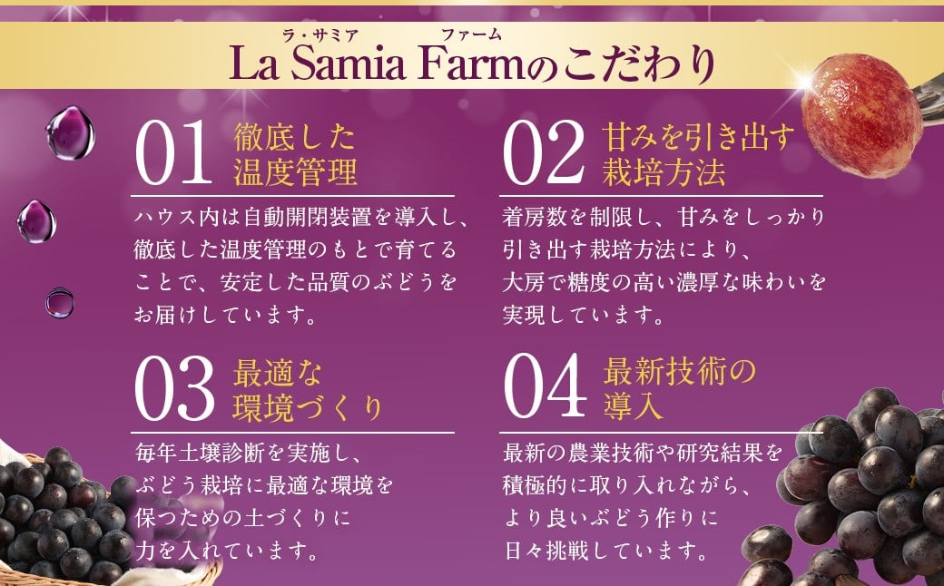 【先行予約】 朝採れ BKシードレス （種なし） 500g（1房） ぶどう 葡萄