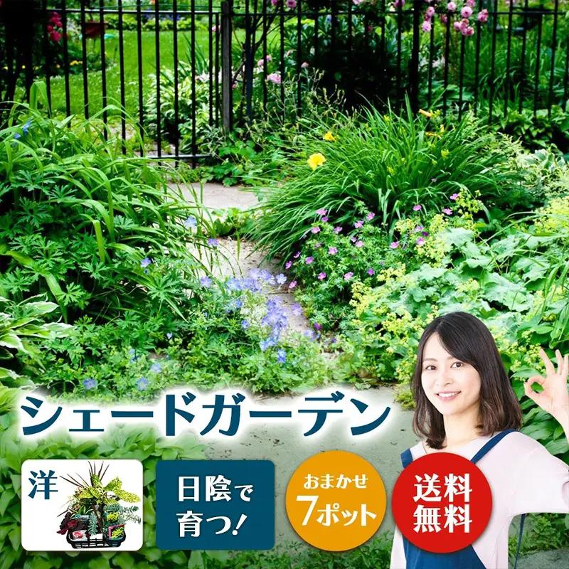 日陰で育つシェードガーデン（洋風）セット【ガーデニング 家庭菜園 園芸 初夏 夏 花壇 庭 鉢 玄関 プランター 寄せ植え おうち時間 趣味 ベランダ 土っ子倶楽部 プレゼント ギフト 】【価格改定】