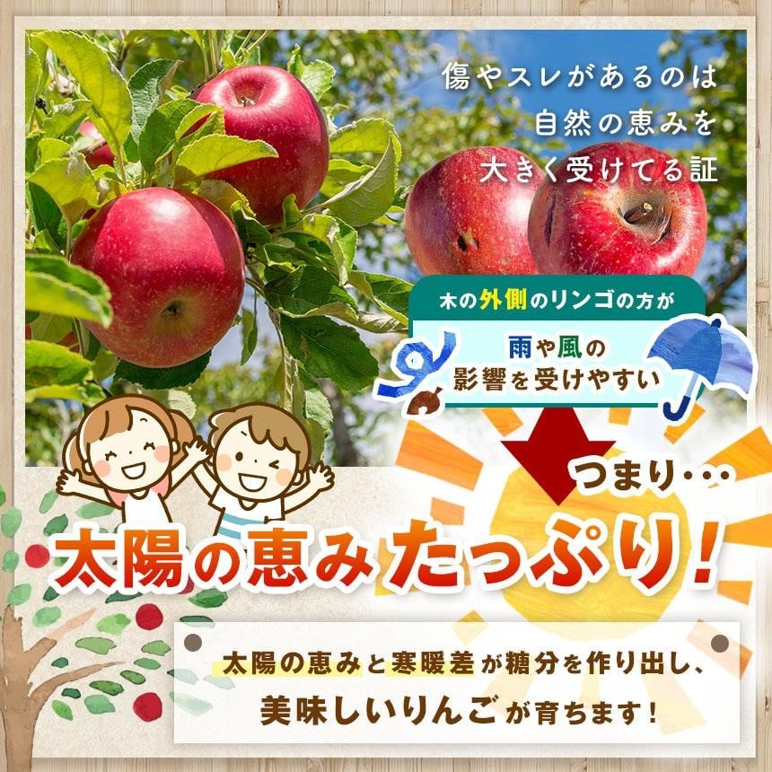 信州から直送！旬のりんごをお好きな品種で♪