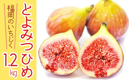 【福岡県産】とよみつひめ（イチジク）　１.２ｋｇ（３００ｇ×４Ｐ） 2L7