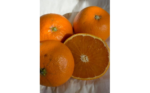 
完熟清見オレンジ 赤秀品 5kg（М・L・2L/サイズ指定不可）
