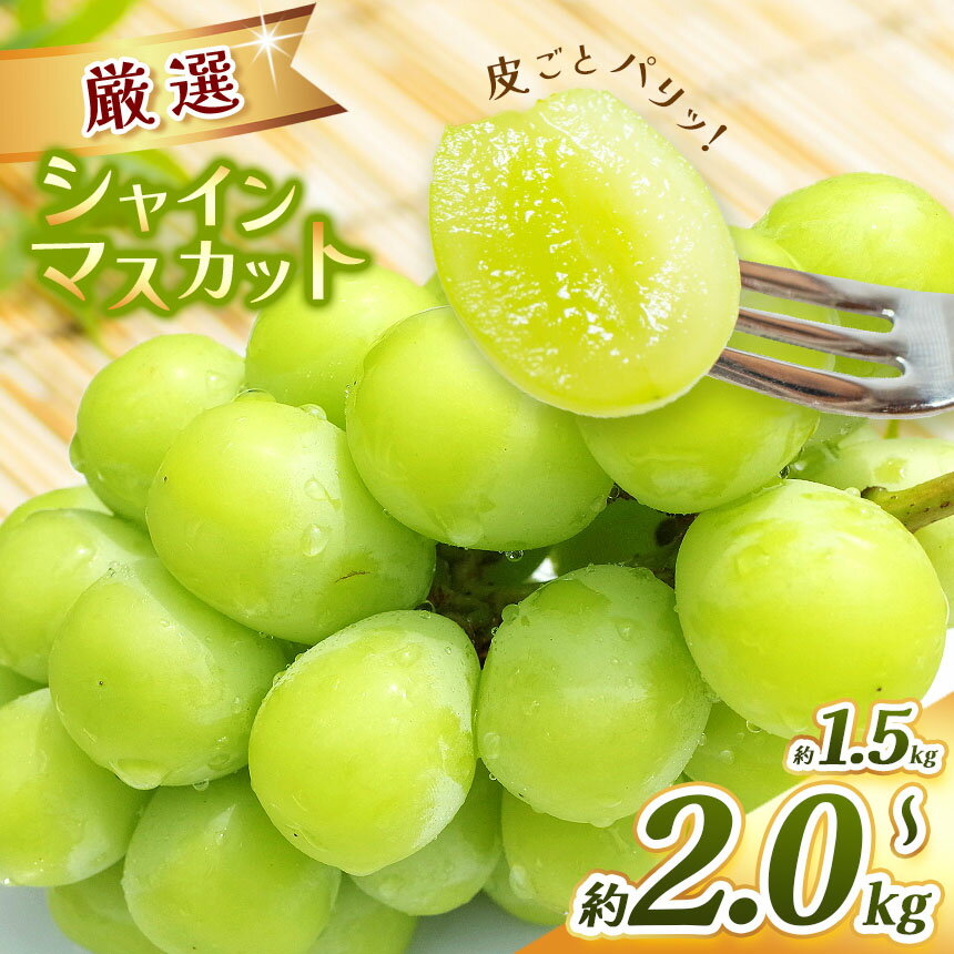 【ふるさと納税】2025年発送 先行予約 厳選 シャインマスカット 約1.5～2.0kg｜ふるさと納税 長野県 松本市 信州 シャインマスカット ぶどう フルーツ 果物 甘い 種なし 期間限定