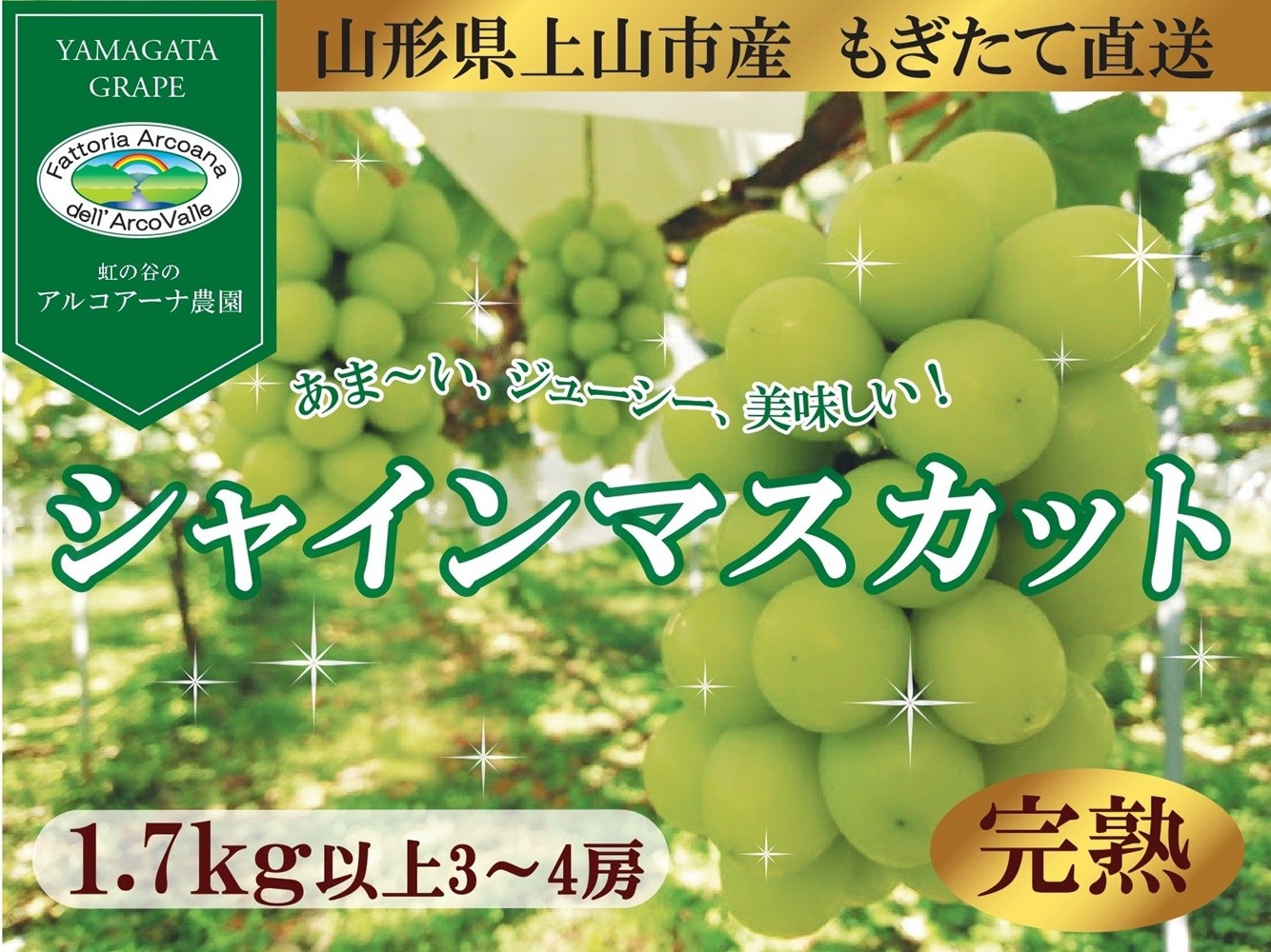 
                  【樹上完熟】シャインマスカット　１.７ｋｇ（もぎたて直送）　0148-2623
                