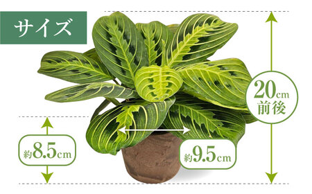 観葉植物 マランタレモンライム 鉢植え 大村市 エコグリーンヒガシ/マランタ 室内植物 植物 鉢付き インテリア おしゃれ ギフト プレゼント[ACAL010]