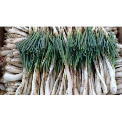 ふるさと納税 糸満市 【畑人市場】 土付き 生 島らっきょう 約 1kg |  | 02