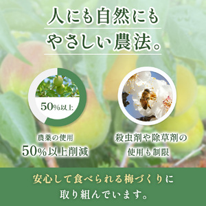 はちみつ梅干し 紀州南高梅  訳あり 1kg 塩分6%【baiko001】 