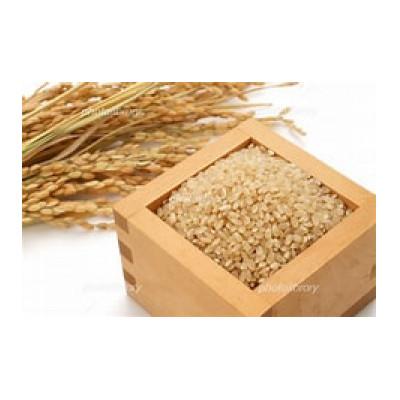 ふるさと納税 半田市 令和7年産　稲穂のしずく　玄米　10kg