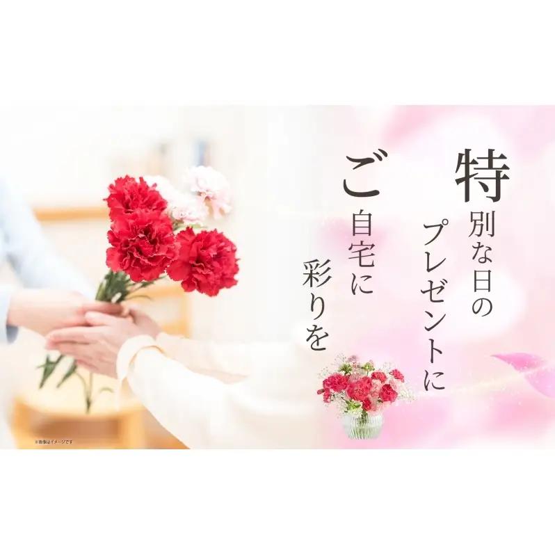 ＜10月配送＞ 北海道 カーネーション ミックス 4品種 12本以上 切り花 切花 花束 ブーケ 季節 旬 生花 フラワー アレンジメント 記念日 産地直送 つきがたふるさと花の会