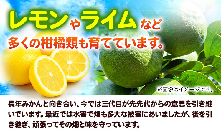 【先行予約】ライム 国産 ライム 約1.5kg ( 15〜25玉 )《9月下旬-12月中旬頃出荷》竹本農園 和歌山県 日高川町 産地直送 旬 新鮮 果物 柑橘 らいむ フルーツ 国産 送料無料(f)