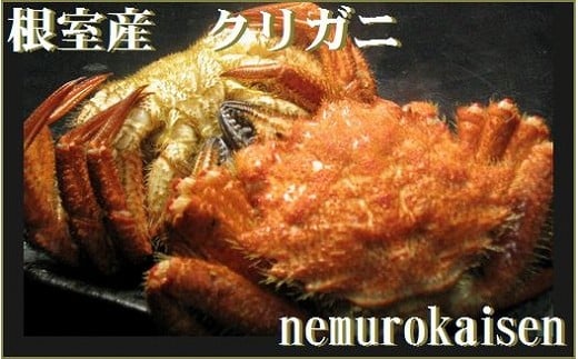 A-57017【年内配送可○】 【北海道根室産】クリガニ12～18尾(計2.4kg)