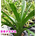 【ふるさと納税】皇帝アナナス 7号 鉢植え [0478] 観葉植物 インテリア