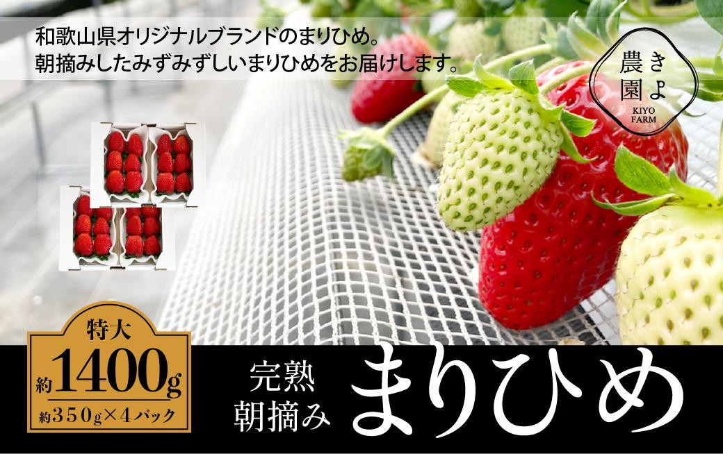 
            特大まりひめイチゴ 朝摘 6個～11個入×4パック［2026年1月中旬頃より発送］［先行予約］［KT4］
          
