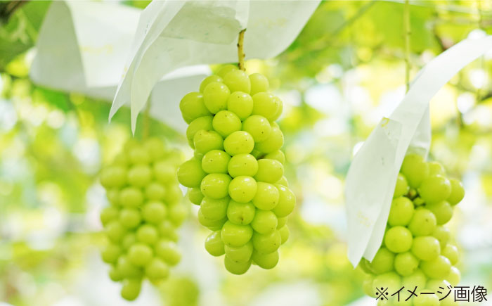 【先行予約】【8月中旬から順次発送】 ぶどう 4から5房 約2kg 詰め合わせ セット 愛媛県大洲市/有限会社西山青果　フルーツ 果物 ぶどう ピオーネ [AGAR023]