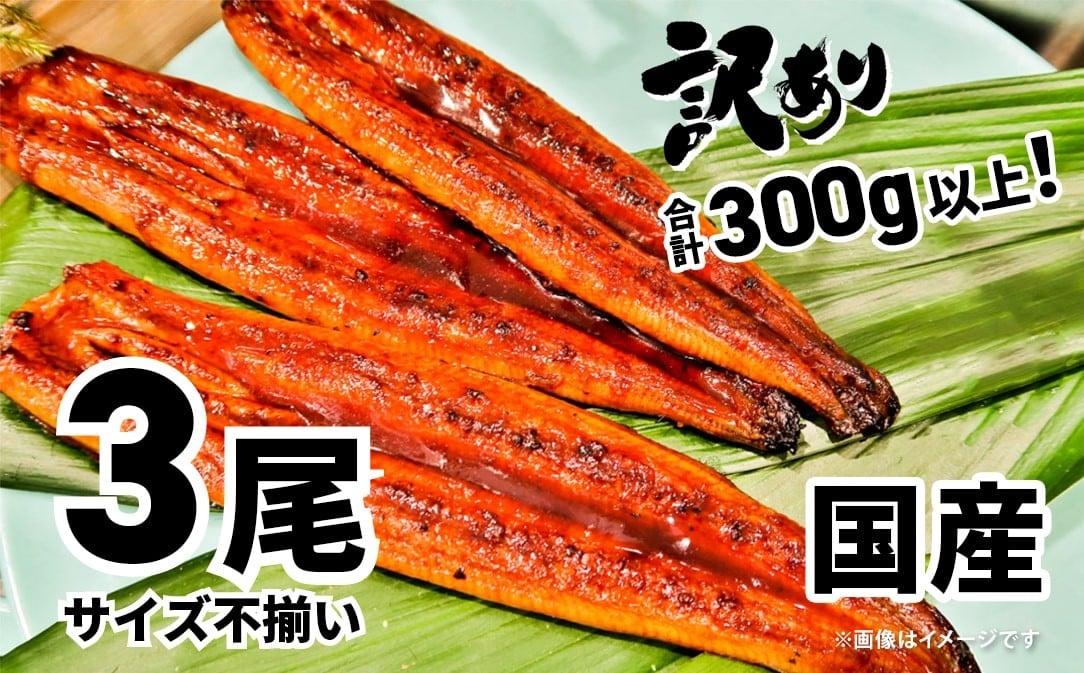 さかい河岸水産の国産うなぎ 3尾(300g以上) 訳あり サイズ不揃い