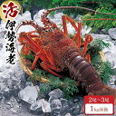 【ふるさと納税】活 伊勢海老 2尾～3尾 セット 合計 約1kg 産地直送 番長おススメ | 和歌山県 和歌山 白浜町 伊勢海老 海老 えび エビ お取り寄せグルメ 海鮮 お土産 プレゼント ギフト 伊勢エビ 食品 食べ物 高級 海の幸 おつまみ つまみ 伊勢えび イセエビ 産直