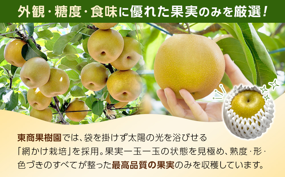 1256.【2026年度発送先行予約】数量限定　新甘泉　3kg