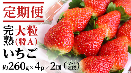 【2ヵ月 定期便】 完熟 いちご 定期便！ 4パック × 2回	合計 8パック （1P約260g）[BC074sa]