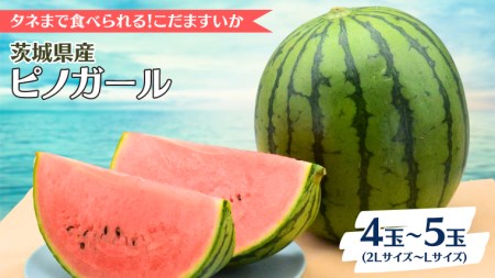 【2025年5月中旬から発送開始】こだますいか ピノガール 4～5玉 すいか 小玉すいか 小玉 スイカ 果物 フルーツ [BQ017sa]