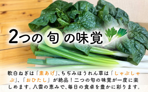 【先行予約】八雲産軟白ねぎ1kg+寒ちぢみほうれん草800gセット(2025年12月中旬以降発送開始予定) 【 野菜 ネギ ホウレン草 やさい ホウレンソウ 葉物野菜 北海道 旭川市 】