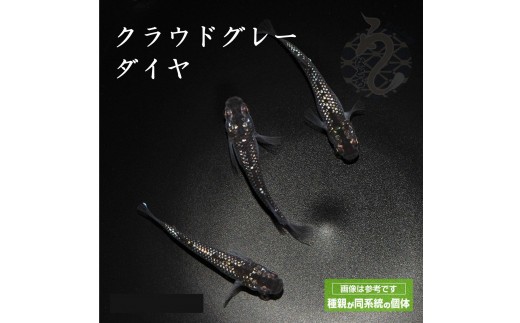 
                  メダカ「クラウドグレーダイヤ」1～3ペア
                