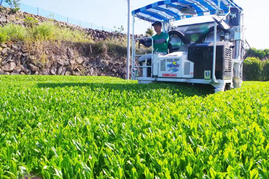 お茶 緑茶 茶葉 そのぎ茶 「澄」「晴」 100g 2本