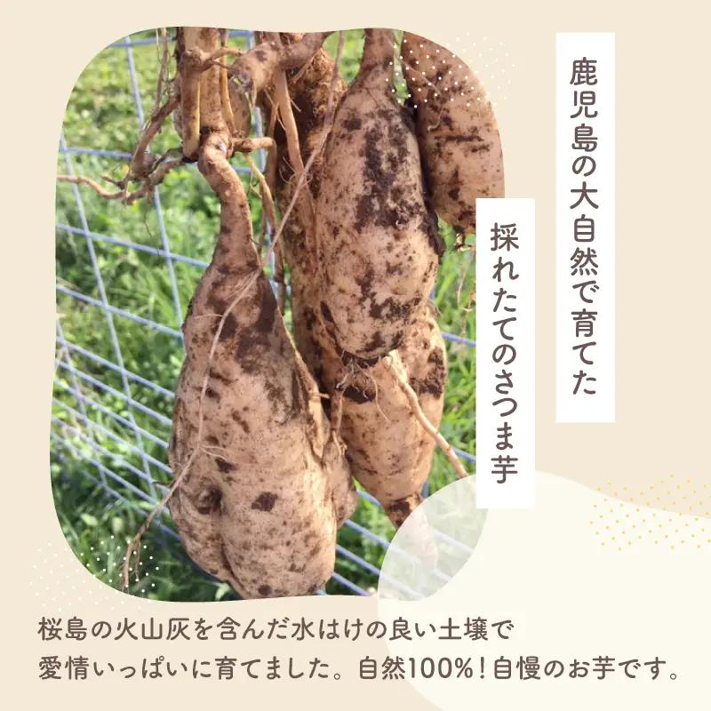 おいもや 芋 菓子 食べ比べ セット（ 芋かりんとう ・ 塩けんぴ ）計250g KN091-006-02