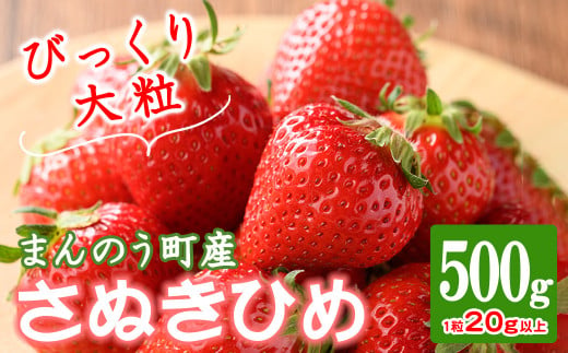 ＜先行予約！2025年3月下旬以降順次発送予定＞＜選べる容量＞大粒！香川県産 さぬきひめいちご(約500g・1粒20g以上)  【man104・man105】【Aglio nero】