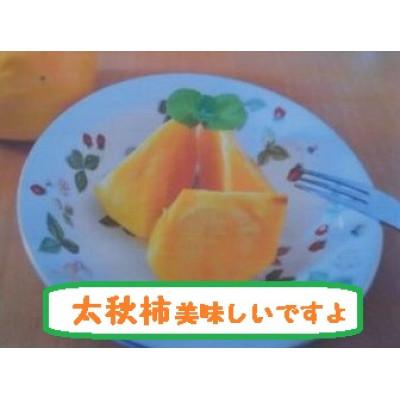 ふるさと納税 南砺市 甘柿『太秋柿』　5L　7個　大化粧箱入り |  | 01