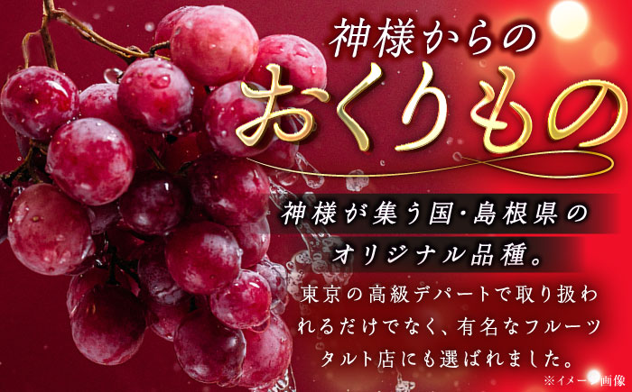 【2026年先行予約】【8月初旬頃から順次発送】島根県オリジナル品種「神紅」1房 500g以上 産地直送 種なし葡萄 島根県雲南市/池田ぶどう農園　 [AIAA001]