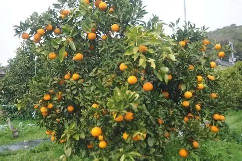 清見オレンジ【樹上完熟】5kg 混合サイズ 和歌山県 海南市 鈴木農園 清見 きよみ 清見タンゴール