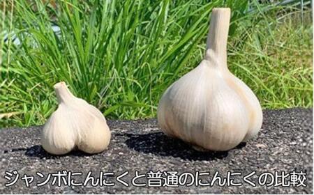 【定期便】ジャンボ黒にんにく150g×3（3か月に1回）