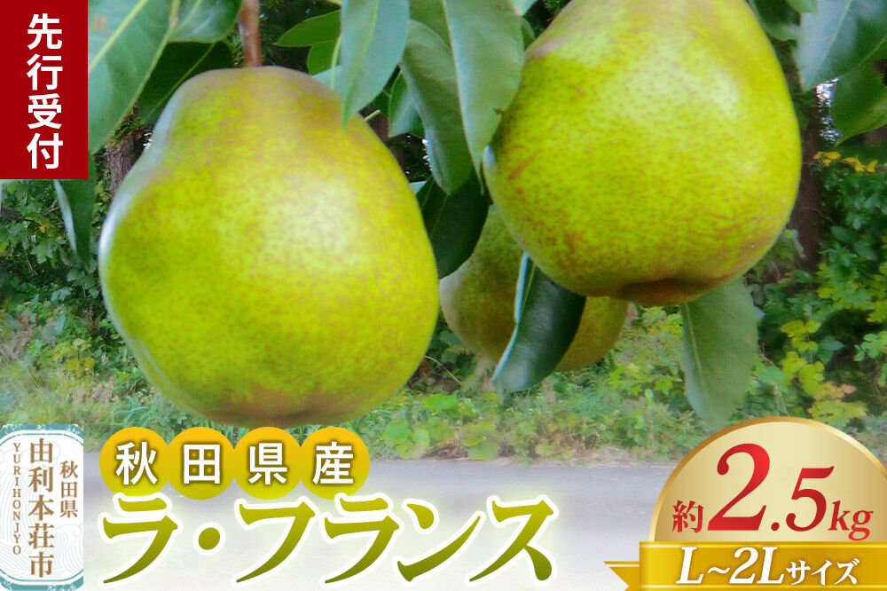 《先行受付》茂木農園 秋田県産 ラ･フランス 約2.5kg L～2Lサイズ [フルーツ 果物 果実 ラ･フランス 先行受付 先行予約 秋田県 由利本荘市 茂木農園]
