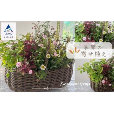 ふるさと納税 小松市 季節の寄せ植え《籐籠》