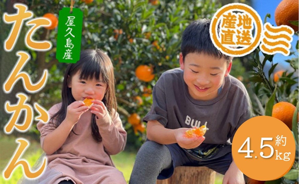 
                  【先行予約・2027年発送】家庭用・訳あり 屋久島産たんかん4.5kg満杯箱(M～3Lサイズ混合・約26玉前後)
                