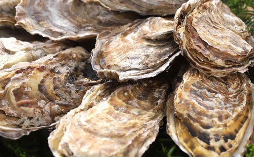 釧路 福司酒造・北海道米使用の日本酒 海霧と牡蠣（中）10個のセット ふるさと納税 酒 牡蠣