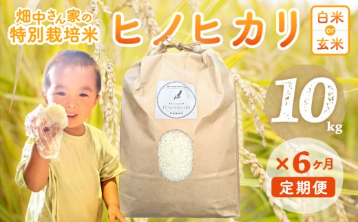 【6ヶ月定期便】特別栽培米（減農薬米） ｢ひのひかり｣ 白米 玄米 可 10kg 奈良県 三宅町 ヒノヒカリ おいしい 冷めても もちもち 安心：玄米