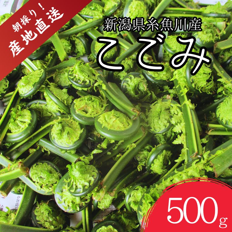 【ふるさと納税】【期間限定】令和8年産 旬の山菜 こごみ 500g【新潟県 糸魚川市 山菜 コゴミ 野菜 能生谷 おおかやば山菜園】