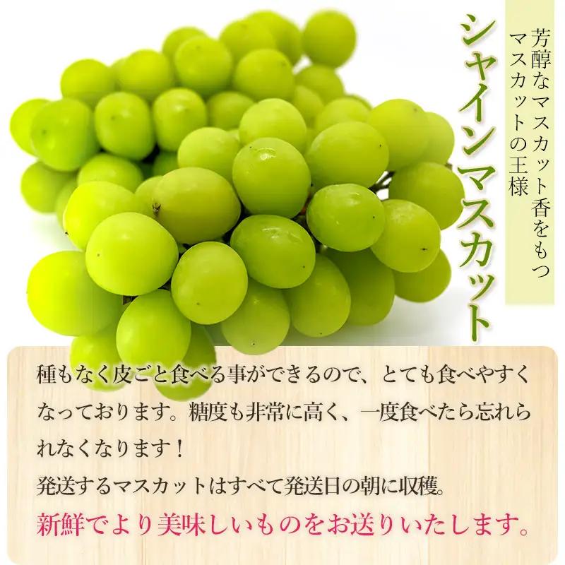 【令和8年産先行予約】【訳あり】 バラ粒 シャインマスカット 約2.8kg以上（3パック)　山形県鶴岡市　渡部農園