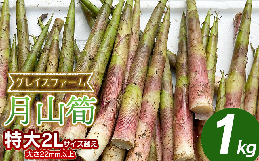 
                  【令和9年産先行予約】 月山筍 特大サイズ（2L以上） 1kg 山形県鶴岡産 グレイスファーム │ 山菜 筍 たけのこ 細筍 野菜 贈答 贈り物 山形県 鶴岡市 お取り寄せ 返礼品
                