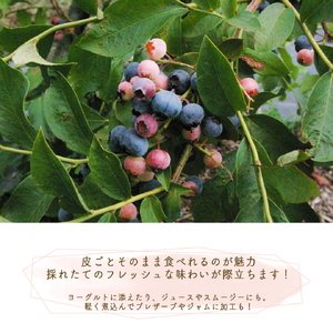 【先行予約】＜すだ農園＞栽培期間中農薬不使用 朝摘み ブルーベリー 生果実 600g ≪果実 新鮮フルーツ≫ ※北海道・沖縄・離島への発送不可 ※2024年7月上旬～8月中旬頃に順次発送予定