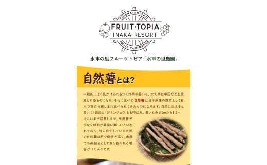 【2026年発送先行予約】 自然薯 セット 《2026年11月中旬‐12月末頃出荷》 水車の里フルーツトピア 岡山県 矢掛 自然薯　野菜 自然生 山芋