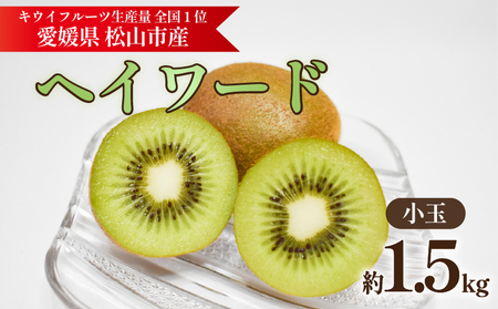 キウイフルーツ ヘイワード 【小玉】 約1.5kg 【2026年11月上旬頃から順次発送】 |  キウイ グリーンキウイ ヘイワード キウイフルーツ フルーツ 果物 きうい くだもの デザート 産地直送 数量限定 国産 送料無料 愛媛県 松山市【KNN013】