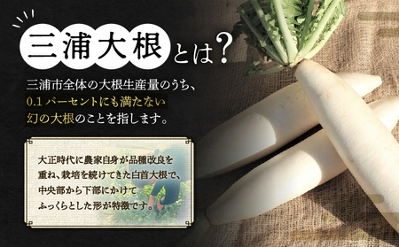 オリジナルBOX 入り 希少 な 三浦大根 1本 M109-003 大根 オリジナルボックス 幻 おでん ぶり大根 農業協同組合 ふるさと納税 神奈川県 三浦市 おすすめ ランキング プレゼント ギフ