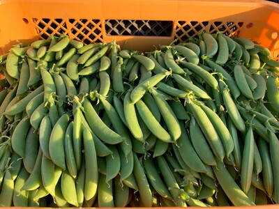 スナップエンドウ 1kg 京都 亀岡産 旬 春 野菜