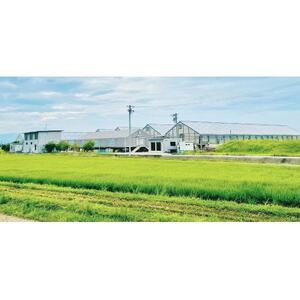 岐阜の鮎　冷凍子持鮎(約1kg:10～13尾)【配送不可地域：離島】【1617821】