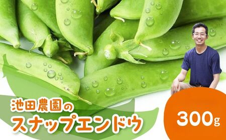 先行予約 野菜 スナップエンドウ 300g / 野菜 エンドウ 池田農園