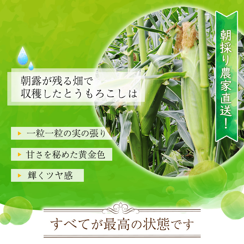 朝採り 農家直送 とうもろこし 5kg「おおもの」（10 - 13本） 山形産 【2025年8月上旬頃から9月下旬頃発送予定】　012-B-HK011 5kg