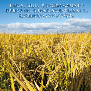 きぬむすめ 志水さかたけ米 10kg 先行予約 お米《2026年11月以降発送》